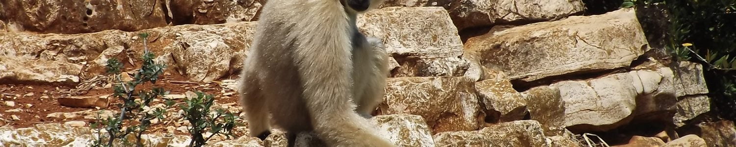 Zoosafari di Fasano