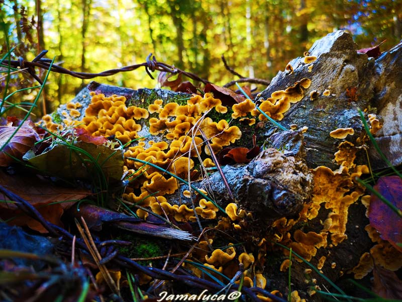 foliage parco nazionale della Sila