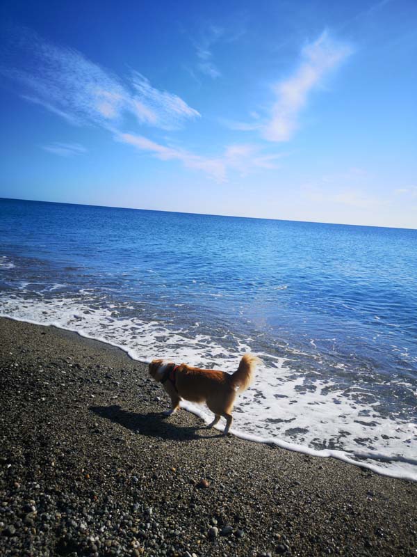 Spiagge per cani in Calabria