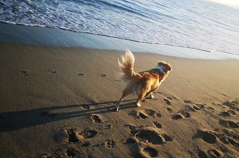 Spiagge per cani in Calabria