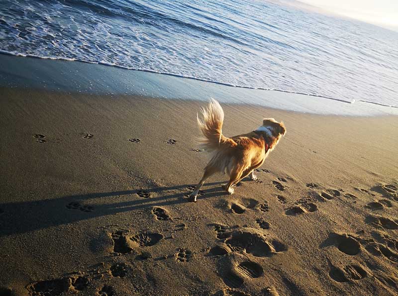 Spiagge per cani in Calabria
