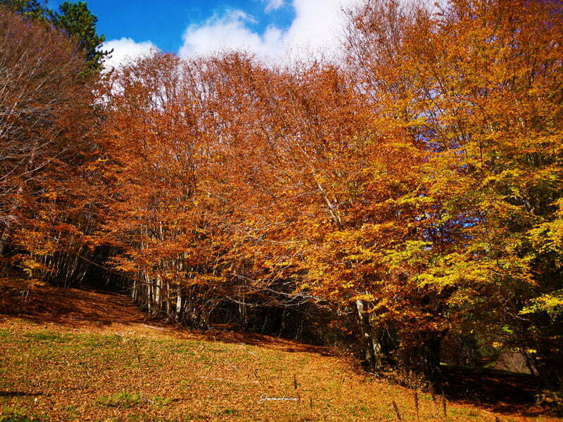 Colori della Calabria autunno foliage Sila