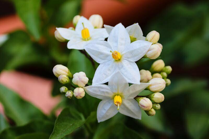 colori della Calabria bianco gelsomini