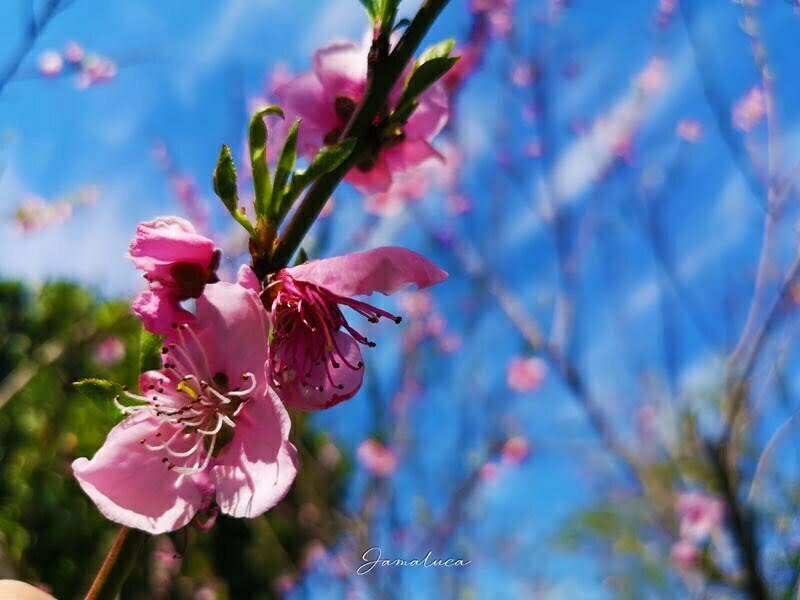 colori della Calabria rosa dei peschi in fiore