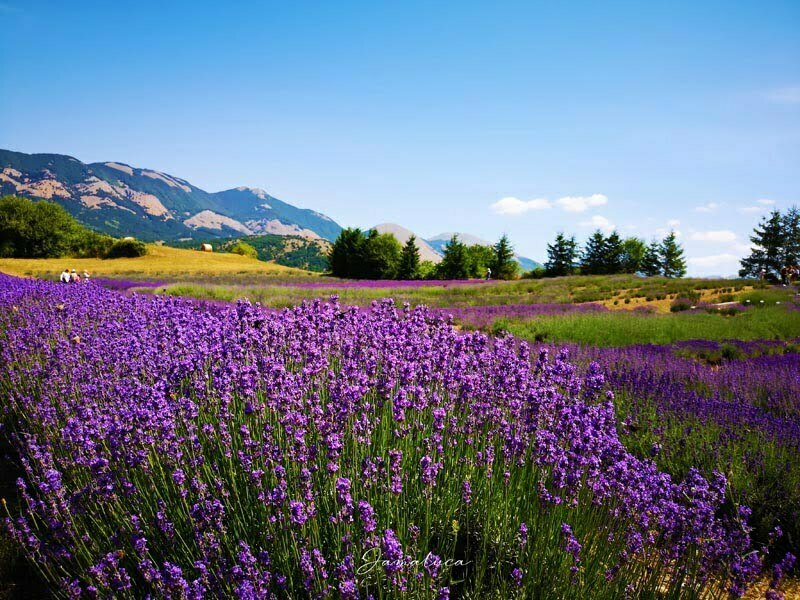 colori della Calabria viola lavanda
