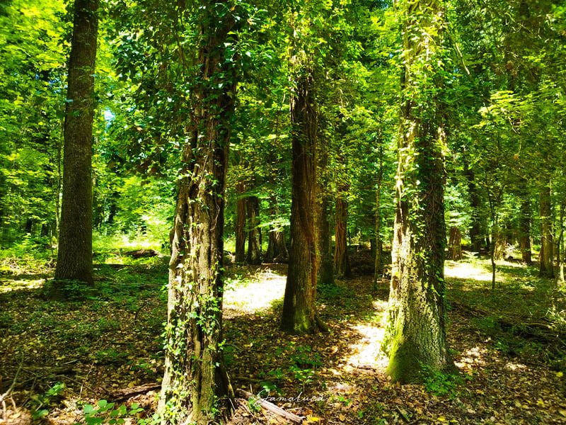 Foresta Umbra Unesco